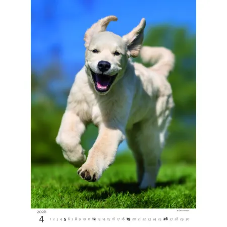 Kalendář Štěňátka (N181-26)