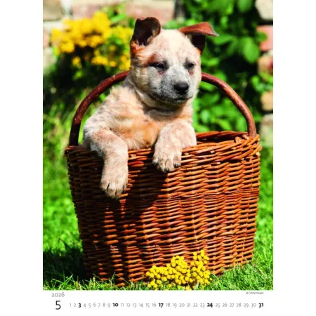 Kalendář Štěňátka (N181-26)