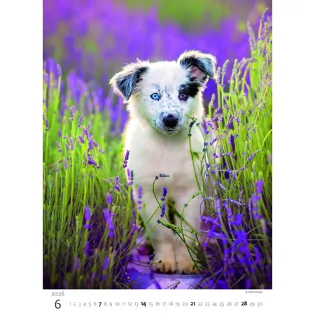 Kalendář Štěňátka (N181-26)