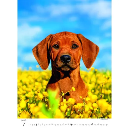 Kalendář Štěňátka (N181-26)