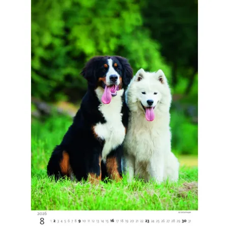 Kalendář Štěňátka (N181-26)