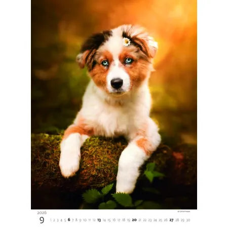 Kalendář Štěňátka (N181-26)