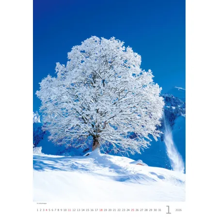 Kalendář Stromy (N125-26)