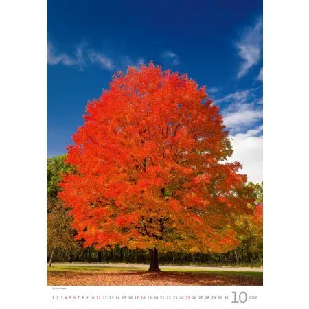 Kalendář Stromy (N125-26)