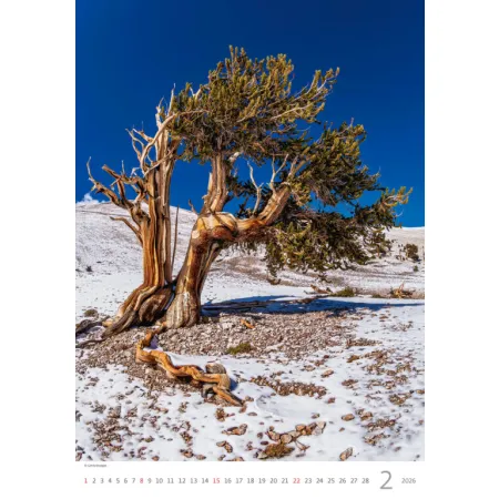 Kalendář Stromy (N125-26)