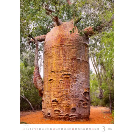 Kalendář Stromy (N125-26)