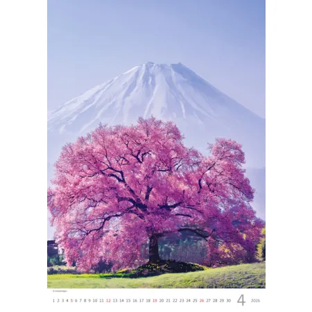 Kalendář Stromy (N125-26)