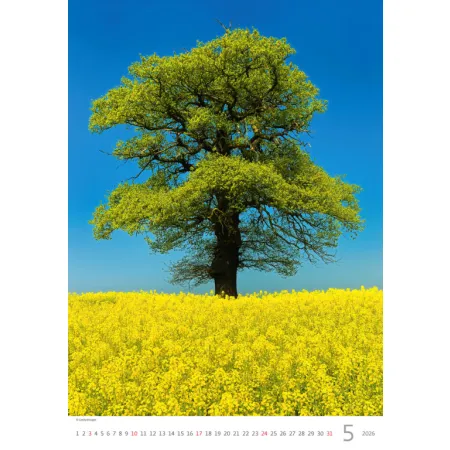 Kalendář Stromy (N125-26)