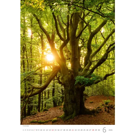 Kalendář Stromy (N125-26)