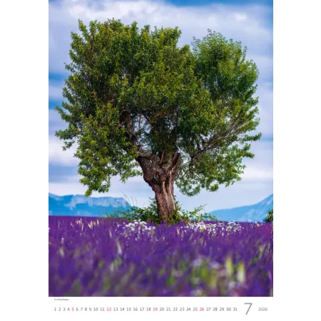 Kalendář Stromy (N125-26)