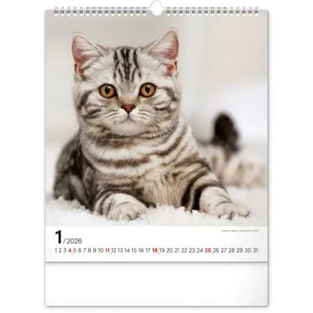 NOTIQUE Nástěnný kalendář Kočky 2026, 30 x 34 cm