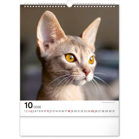 NOTIQUE Nástěnný kalendář Kočky 2026, 30 x 34 cm
