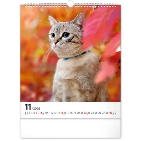 NOTIQUE Nástěnný kalendář Kočky 2026, 30 x 34 cm