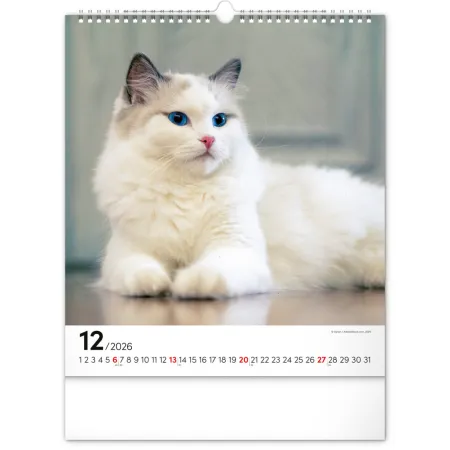 NOTIQUE Nástěnný kalendář Kočky 2026, 30 x 34 cm