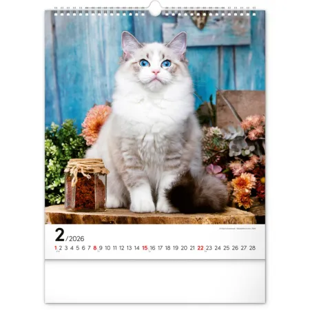 NOTIQUE Nástěnný kalendář Kočky 2026, 30 x 34 cm