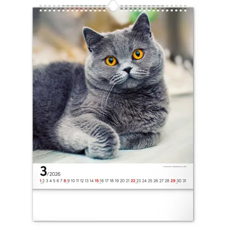 NOTIQUE Nástěnný kalendář Kočky 2026, 30 x 34 cm