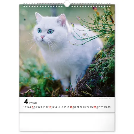 NOTIQUE Nástěnný kalendář Kočky 2026, 30 x 34 cm