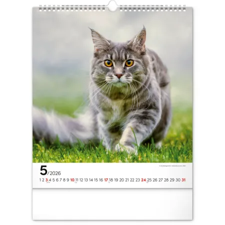 NOTIQUE Nástěnný kalendář Kočky 2026, 30 x 34 cm
