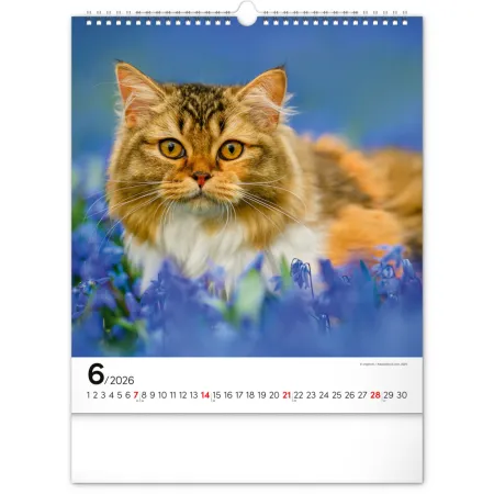 NOTIQUE Nástěnný kalendář Kočky 2026, 30 x 34 cm