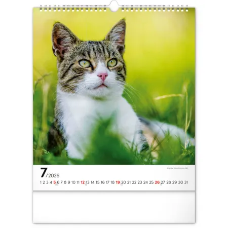 NOTIQUE Nástěnný kalendář Kočky 2026, 30 x 34 cm