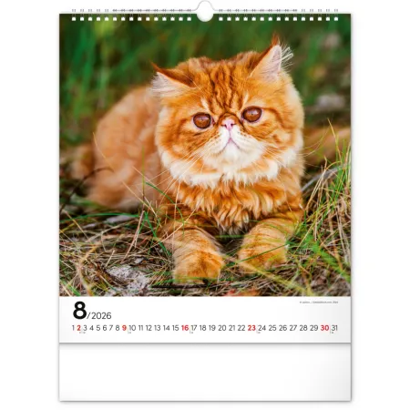 NOTIQUE Nástěnný kalendář Kočky 2026, 30 x 34 cm