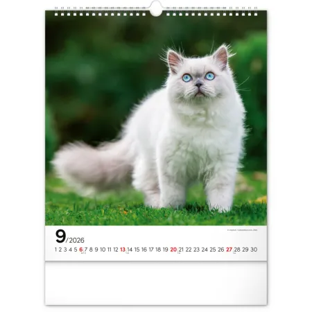 NOTIQUE Nástěnný kalendář Kočky 2026, 30 x 34 cm
