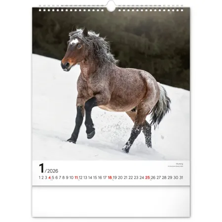NOTIQUE Nástěnný kalendář Koně 2026, 30 x 34 cm