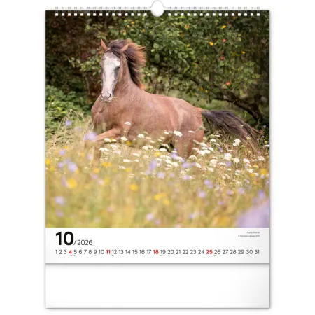 NOTIQUE Nástěnný kalendář Koně 2026, 30 x 34 cm