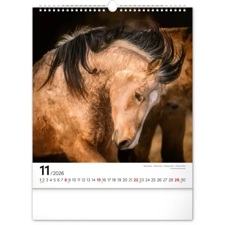 NOTIQUE Nástěnný kalendář Koně 2026, 30 x 34 cm