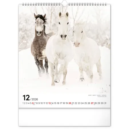 NOTIQUE Nástěnný kalendář Koně 2026, 30 x 34 cm