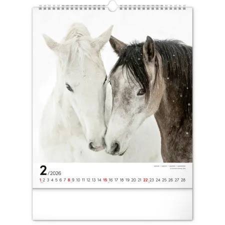 NOTIQUE Nástěnný kalendář Koně 2026, 30 x 34 cm