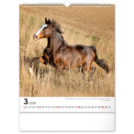 NOTIQUE Nástěnný kalendář Koně 2026, 30 x 34 cm