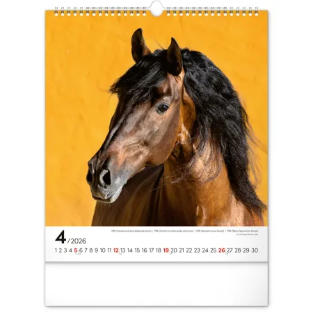 NOTIQUE Nástěnný kalendář Koně 2026, 30 x 34 cm