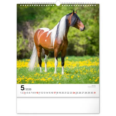 NOTIQUE Nástěnný kalendář Koně 2026, 30 x 34 cm