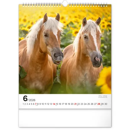 NOTIQUE Nástěnný kalendář Koně 2026, 30 x 34 cm