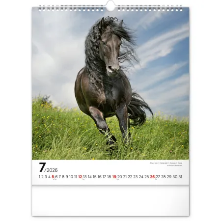 NOTIQUE Nástěnný kalendář Koně 2026, 30 x 34 cm