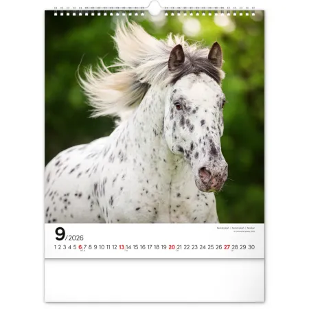 NOTIQUE Nástěnný kalendář Koně 2026, 30 x 34 cm