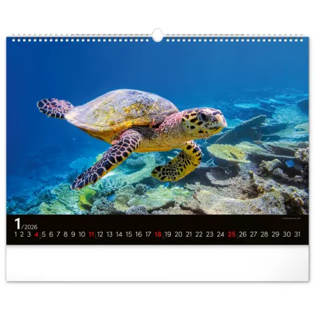 NOTIQUE Nástěnný kalendář Podmořský svět 2026, 48 x 33 cm
