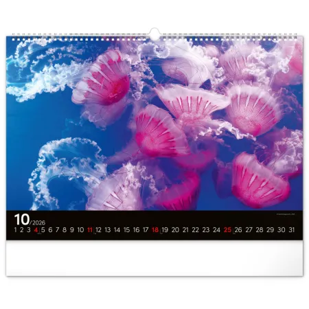 NOTIQUE Nástěnný kalendář Podmořský svět 2026, 48 x 33 cm