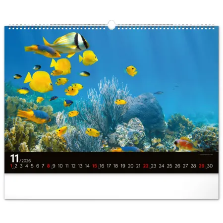 NOTIQUE Nástěnný kalendář Podmořský svět 2026, 48 x 33 cm