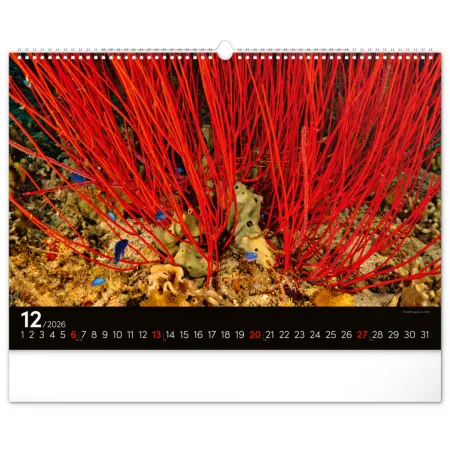 NOTIQUE Nástěnný kalendář Podmořský svět 2026, 48 x 33 cm