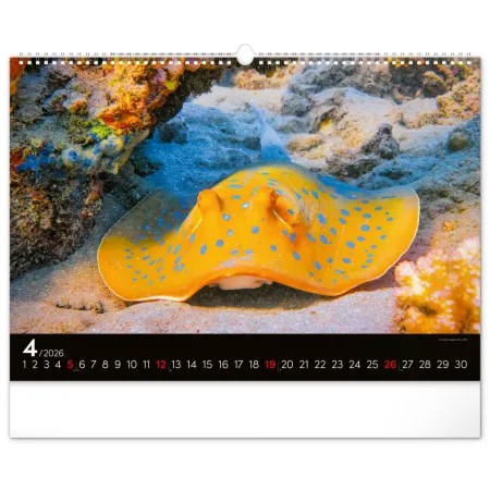NOTIQUE Nástěnný kalendář Podmořský svět 2026, 48 x 33 cm