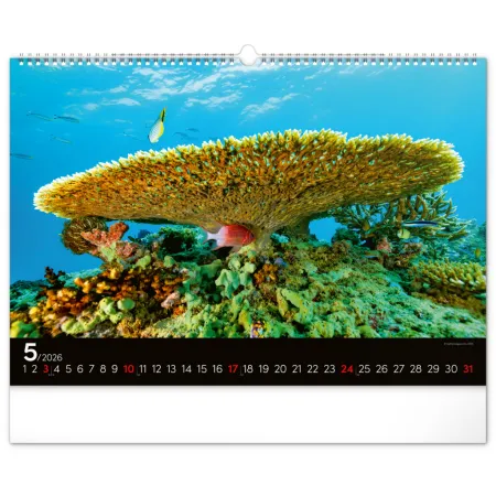 NOTIQUE Nástěnný kalendář Podmořský svět 2026, 48 x 33 cm