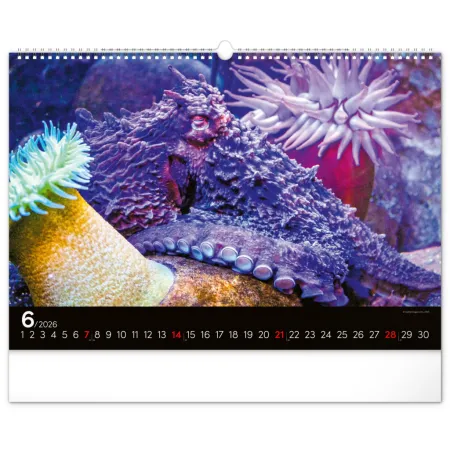 NOTIQUE Nástěnný kalendář Podmořský svět 2026, 48 x 33 cm