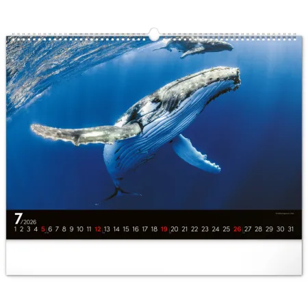 NOTIQUE Nástěnný kalendář Podmořský svět 2026, 48 x 33 cm