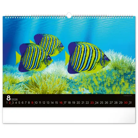 NOTIQUE Nástěnný kalendář Podmořský svět 2026, 48 x 33 cm