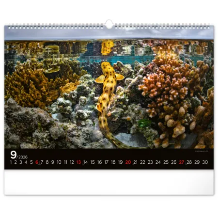 NOTIQUE Nástěnný kalendář Podmořský svět 2026, 48 x 33 cm