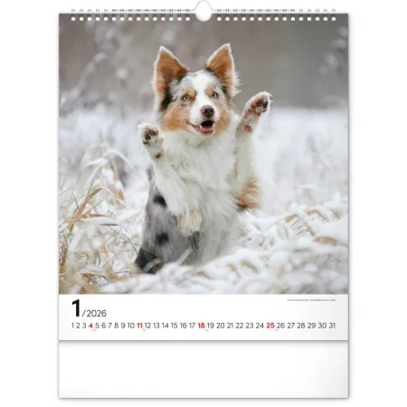 NOTIQUE Nástěnný kalendář Psi 2026, 30 x 34 cm