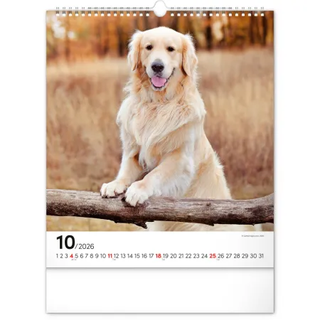 NOTIQUE Nástěnný kalendář Psi 2026, 30 x 34 cm