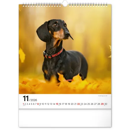 NOTIQUE Nástěnný kalendář Psi 2026, 30 x 34 cm